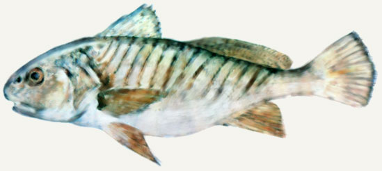 Croaker Chesapeake Bay New Point Comfort